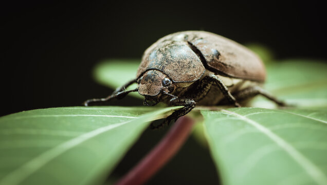 weathered June beetle on top of a green leaf close-up macro photo.