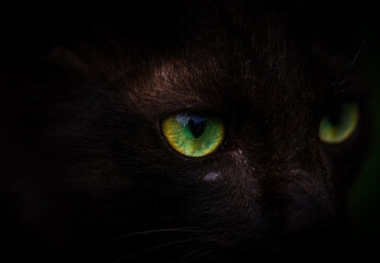 Scary black cats eyes starring macro close up