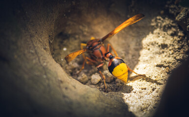 Mud wasp gathering ball of mud in a hole.