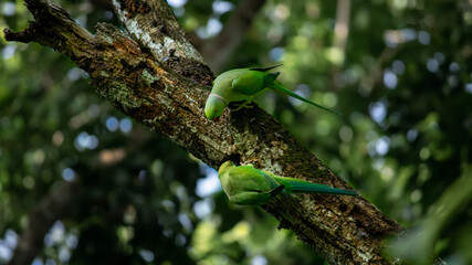 Pair of rose ringed parakeet finding a hole in a tree trunk in the mating season.