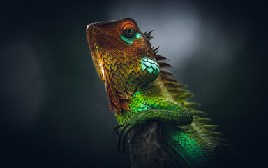 Vivid glowing skin of a beautiful reptile, put arms around a wooden pole close up lizard photograph.