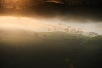 Beautiful view of cukul tea plantation located in West Java, Indonesia.