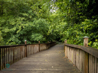 Obraz premium Mysterious walkway into a green forest