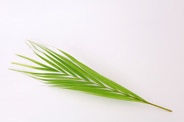 Green palm leaf isolated on white background with copyspace