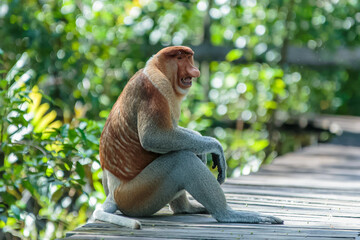 The proboscis monkey (Nasalis larvatus) or long-nosed monkey is a reddish-brown arboreal Old World monkey with an unusually large nose. It is endemic to the southeast Asian island of Borneo.