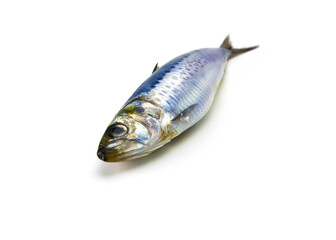 Nice shaped Iwashi Sardines isolated on white. Focus on eye.
