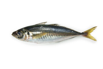 Mackerel or Aji (Japanese horse mackerel /Trachurus japonicus Japanese scad, ) of the Carangidae...
