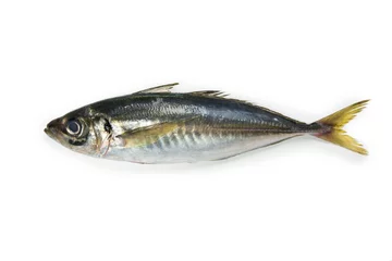 Foto op Aluminium Mackerel or Aji (Japanese horse mackerel /Trachurus japonicus Japanese scad, ) of the Carangidae fish species, isolated on white. © killykoon
