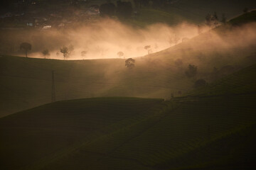 Fototapeta premium Beautiful view of cukul tea plantation located in West Java, Indonesia.