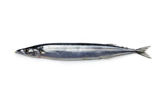 Nice shaped Pacific saury (Cololabis saira / mackerel pike / Sanma ) isolated on white.