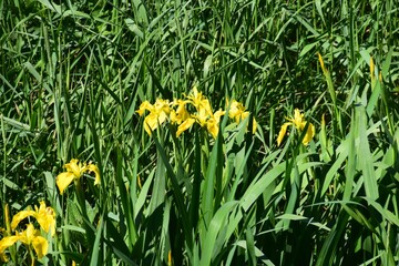 Orlean island on the St-Lawrence river