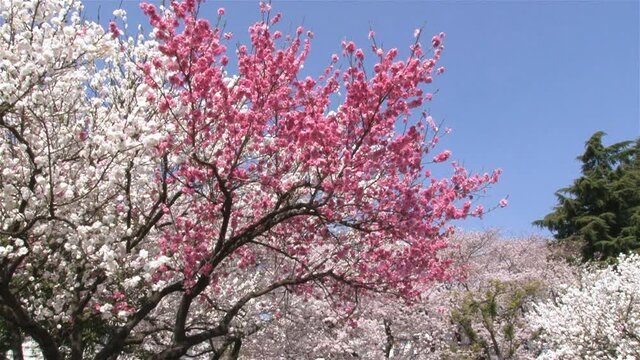 二色　満開の桜