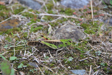 トノサマバッタ(側面)