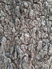 close up anthill in nature garden