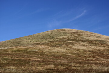 Grassy hill in summer