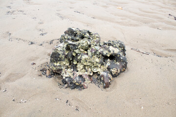 Small black and white coral on the beach sand