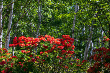 red flowers in the garden