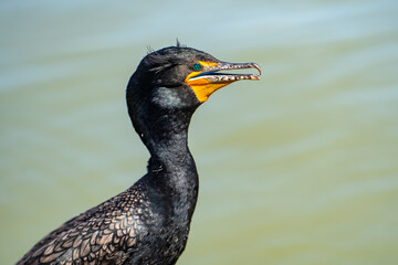 Portrait of double-crested cormorant (phalacrocorax auritus)	
