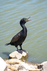 A Double-crested Cormorant is standing on a rock in a lake with an open beak.