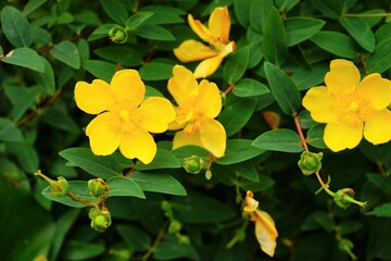 Hypericum patulum, yellow flower - キンシバイ 金糸梅 黄色い花