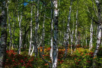 autumn in the forest