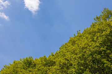 Obraz premium tree in the sky