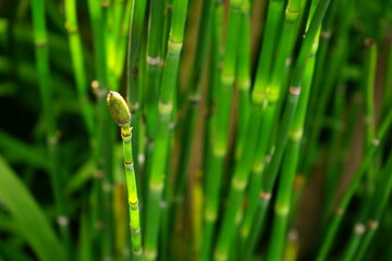 Horse tail or Equisetum hyemale - トクサ 木賊 砥草