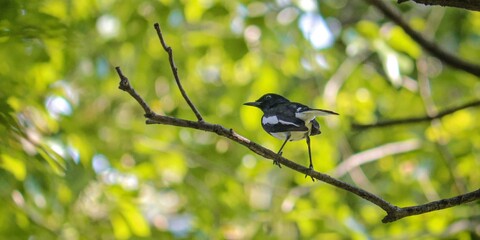 bird on a branch