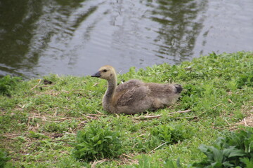 Growing Gosling, Pylypow Wetlands, Edmonton, Alberta