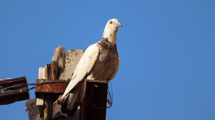 pigeon 