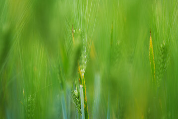 Close-up of green grain field at summer with blurred background. Photo taken June 9th, 2021, Eglisau, Switzerland.