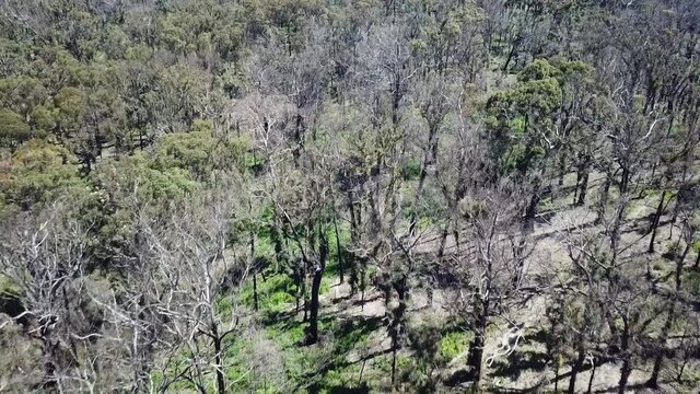 Low aerial footage over the canopy of recovering eucalypt forest one year after wildfire affected the region (near Mallacoota, Victoria, Australia, December 2020)