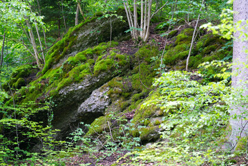 Fototapeta na wymiar Beautiful rock covered with moss in the woods at village of Eglisau, canton Zurich. Photo taken June 9th, 2021, Eglisau, Switzerland.
