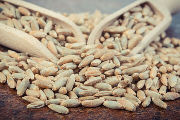 Rye grain with spoon on old rustic background. Agriculture concept