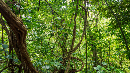 Vieilles lianes en forêt tropicale, Martinique.