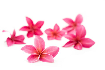 Isolated red plumeria and frangipani on white background.