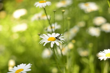  with an insect a lot of daisies bloom in the summer. High quality photo