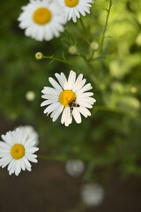 a lot of daisies bloom in the summer with an insect. High quality photo