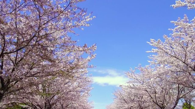 東京ドライブ車窓　郊外　満開の桜並木　快晴