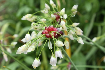 水滴が付いたアリウムロゼウムの花