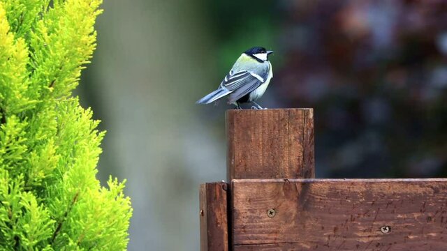 bird parus major on wooden post
