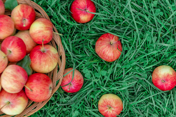 A pile of ripe red apples in a captive vase that lies on a twave outdoors in the garden. Harvesting. Thanksgiving Day. Copy space