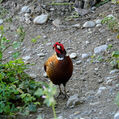 Un simpatico fagiano che guarda incuriosito nella fotocamera a Genova nel lungo Bisagno