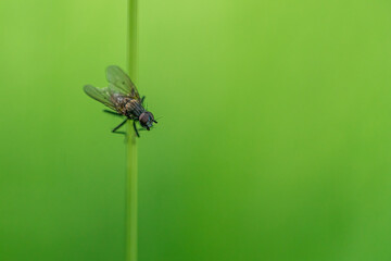 Close-up macro shot of a fly perched on strand of grass. Isolated on blurred green background