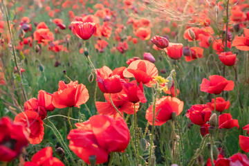 A field of bright red blooming poppies at sunset, summer mood. A beautiful medicinal plant. Growing opium poppy for medicinal purposes. A plantation of sleepy poppy as a pain relieve