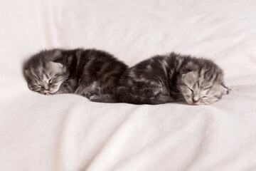 two little kittens sleeping on a light background
