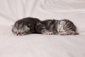 two little kittens sleeping on a light background
