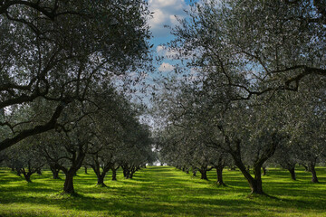 Traditional plantation of olive trees in Italy. Trees in a row. Ripe olive plantations. Plantation of vegetable trees. Olive tree plantation. Clouds in the blue sky.