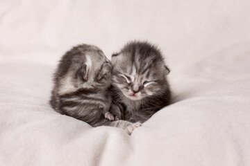 two little kittens sleeping on a light background
