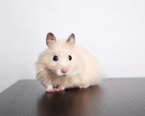 hamster on a light background